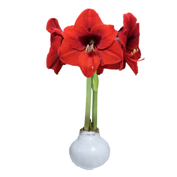 White Wax Victoria Amaryllis Bulb 34/36cm